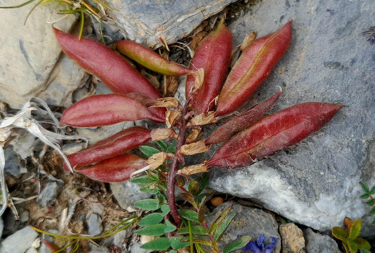 Oxytropis montana fruit
