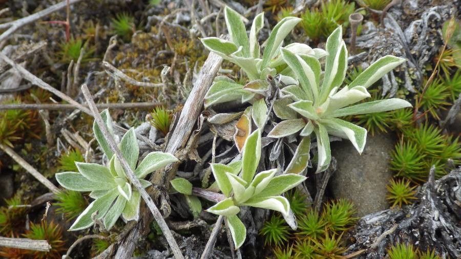 Antennaria microphylla — search result for 'Antennaria'