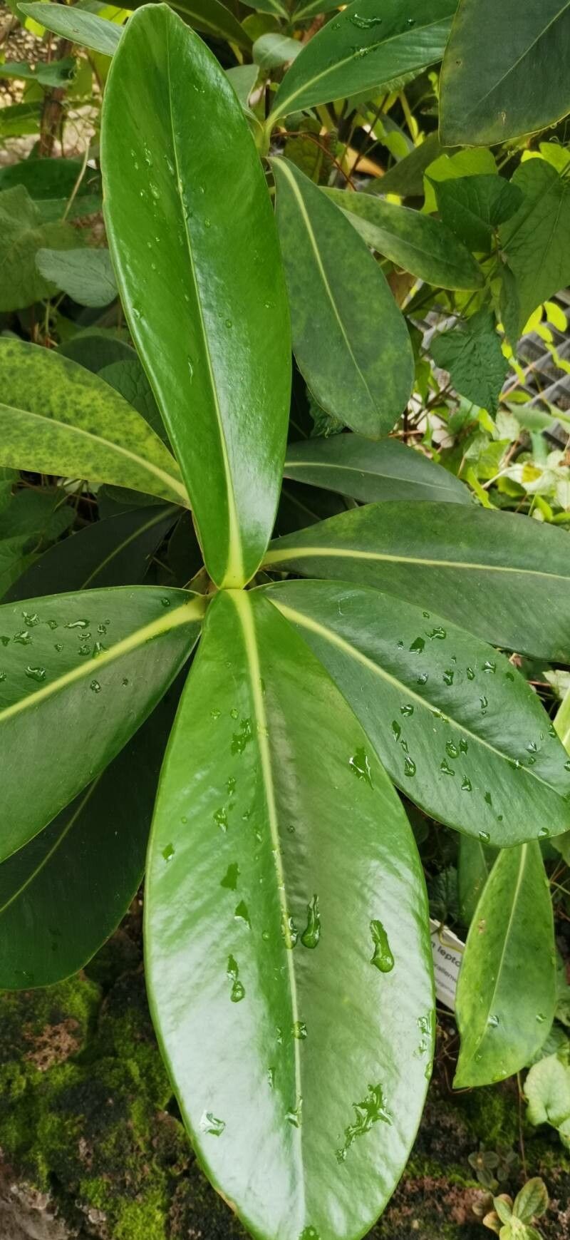 Clusia pallida — search result for 'Clusia'