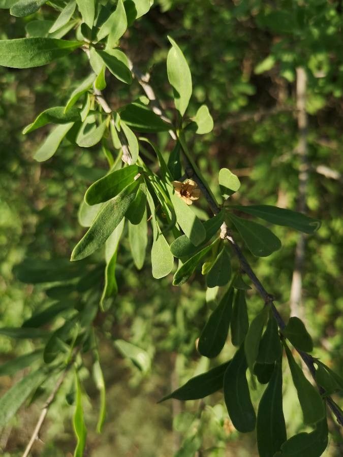 Lycium europaeum leaf