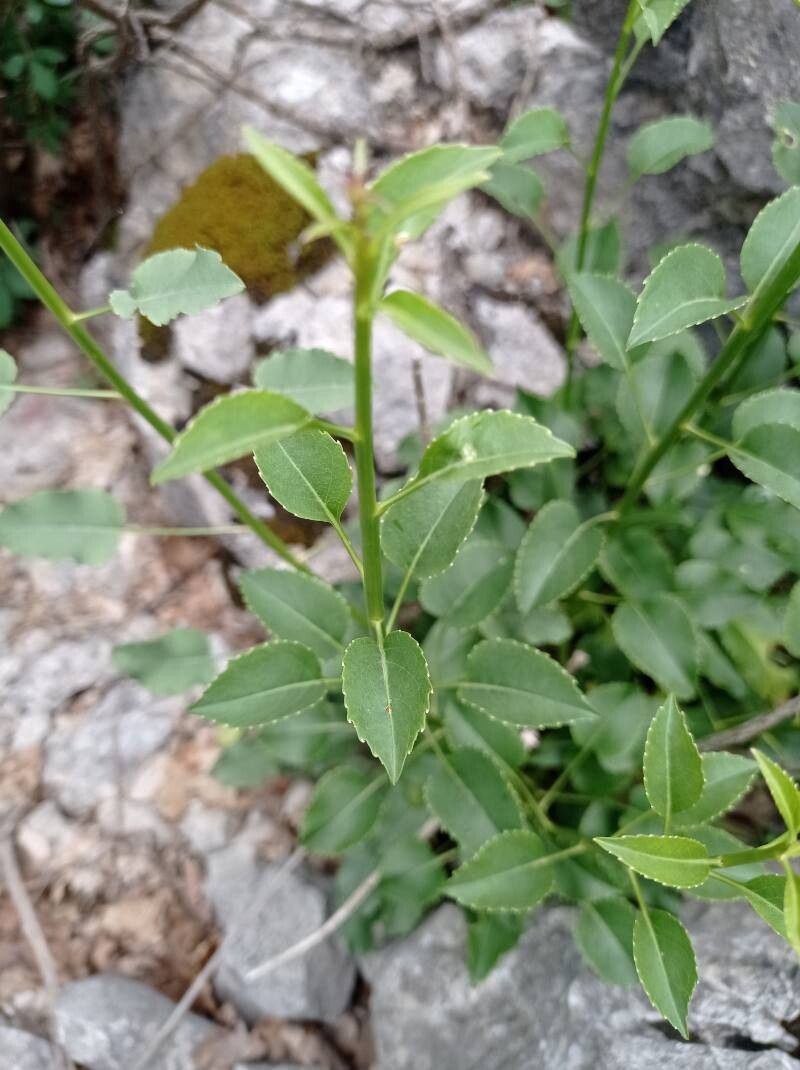 Campanula austroadriatica — houseplant care guide