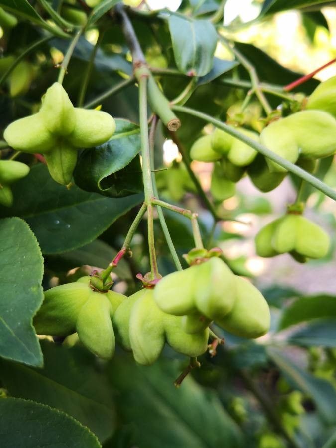 Euonymus sachalinensis fruit