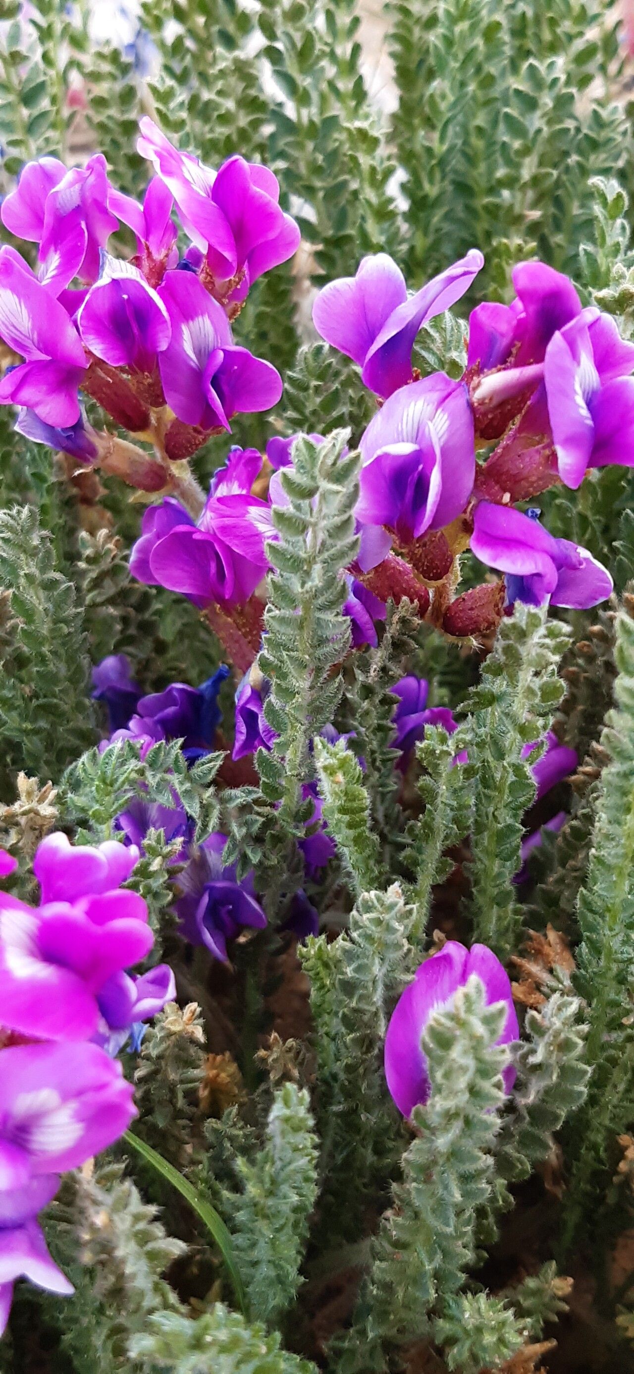 Oxytropis microphylla flower