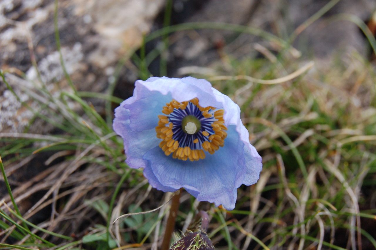 Meconopsis bella flower