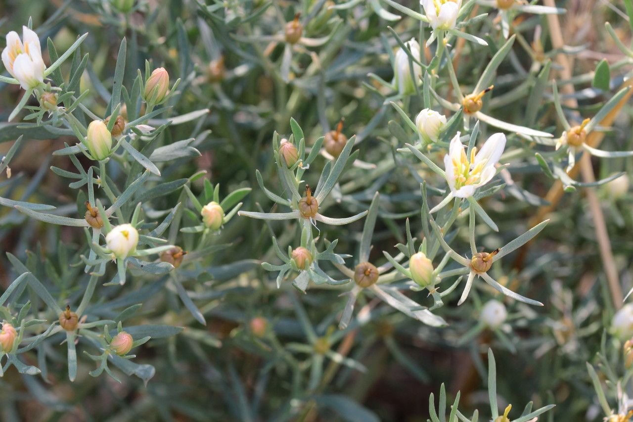 Peganum harmala fruit