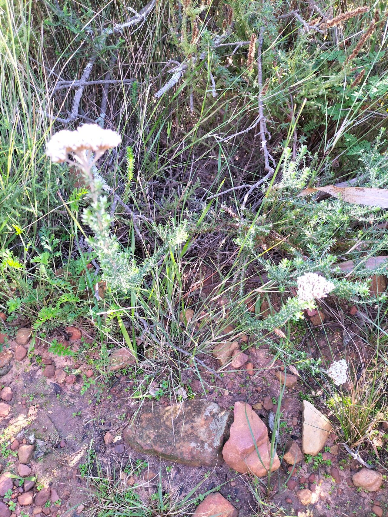 Metalasia densa habit