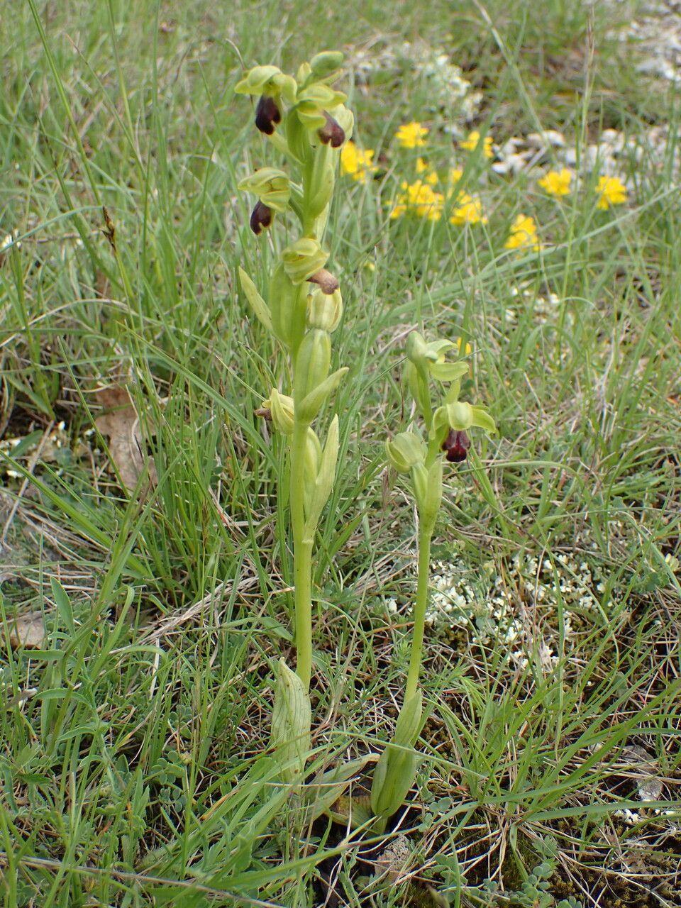 Ophrys sulcata habit