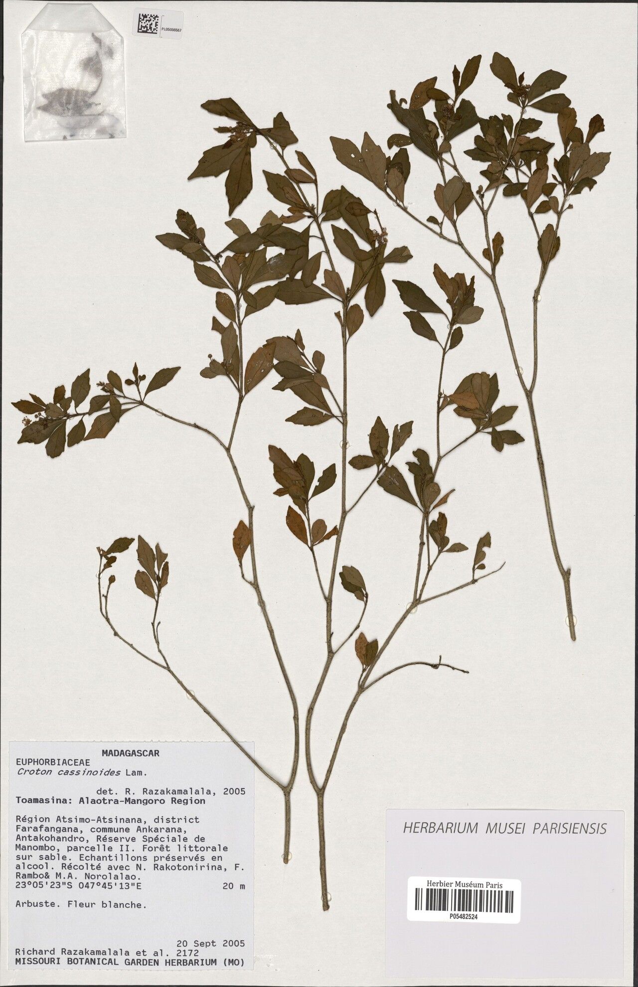 Croton cassinoides — houseplant care guide