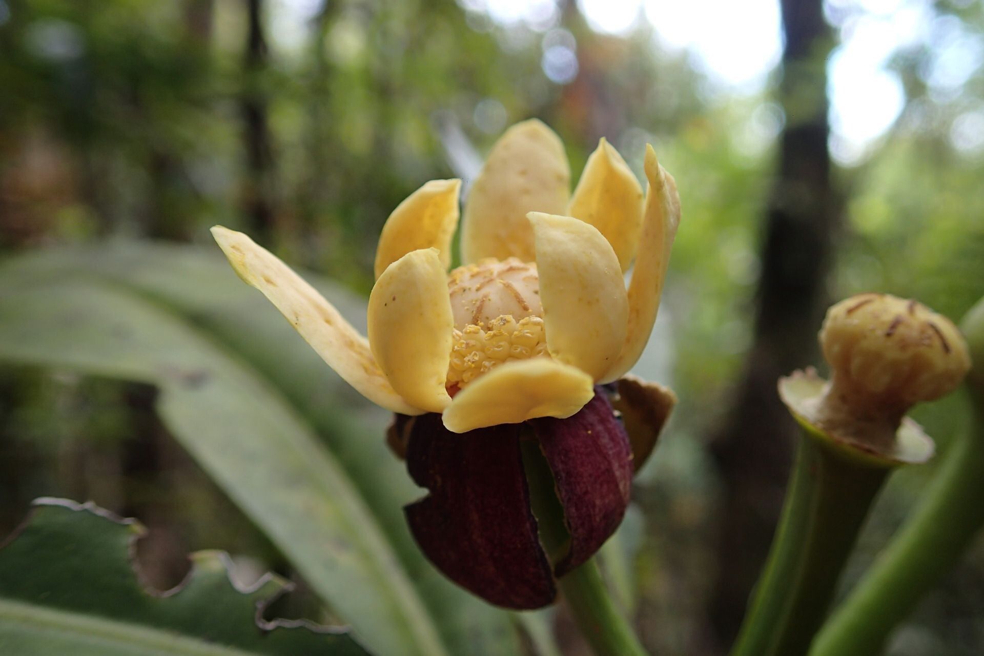 Zygogynum stipitatum flower