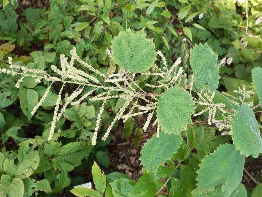 Boehmeria platanifolia flower