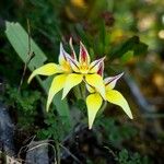 Caladenia flava