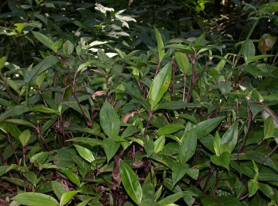 Tradescantia schippii habit