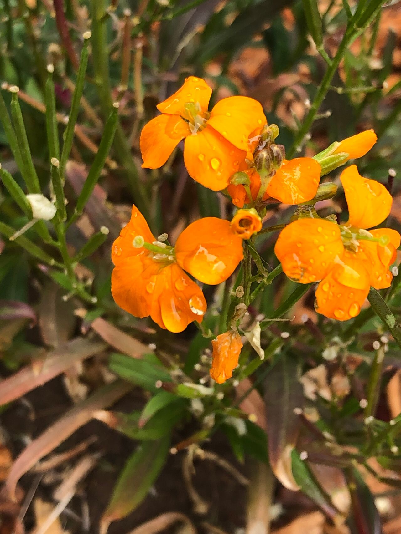 Erysimum × marshallii — search result for 'Erysimum'
