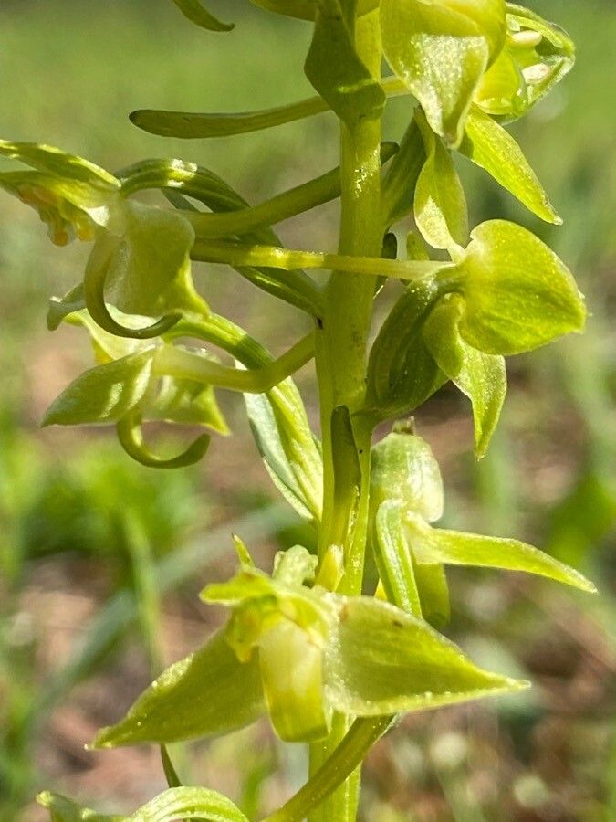 Platanthera algeriensis leaf