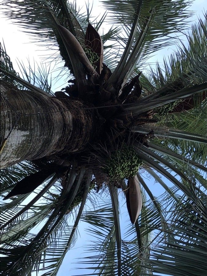 Jubaea chilensis fruit