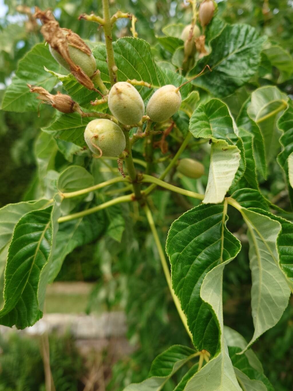 Aesculus × mutabilis fruit