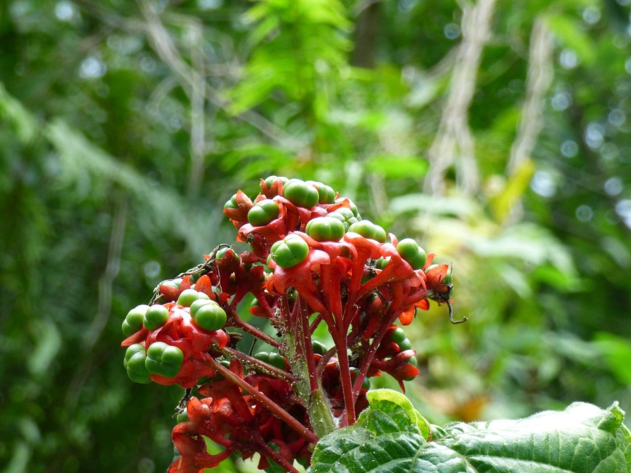 Clerodendrum speciosissimum fruit