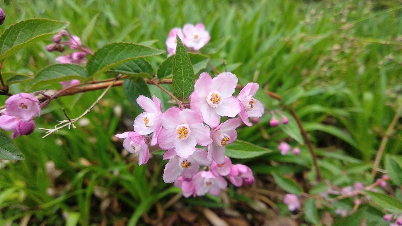 Deutzia rubens flower