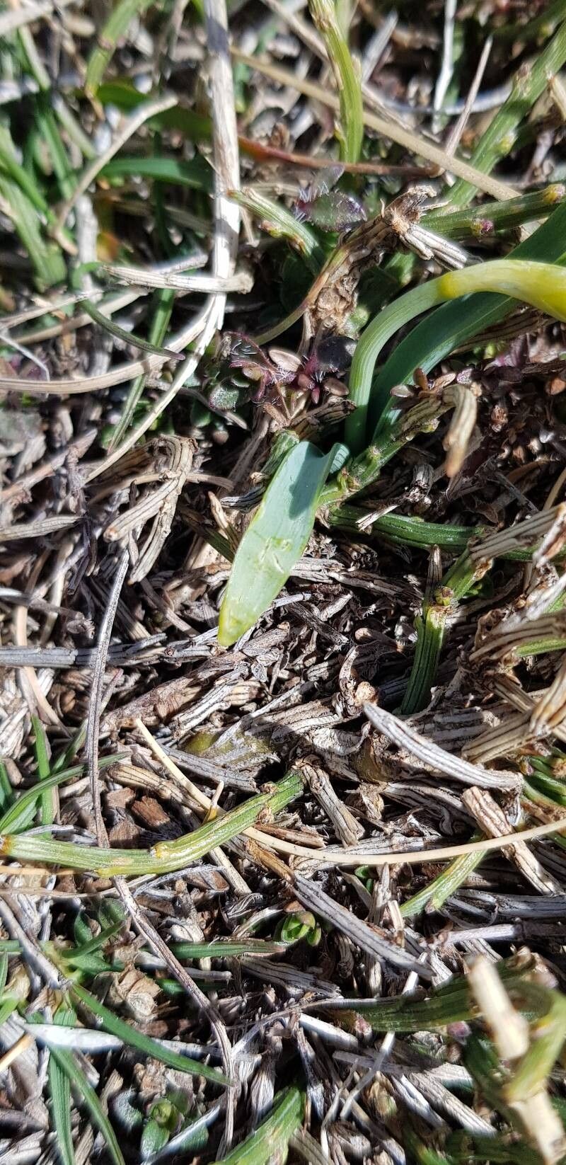 Narcissus cuneiflorus — search result for 'Narcissus'