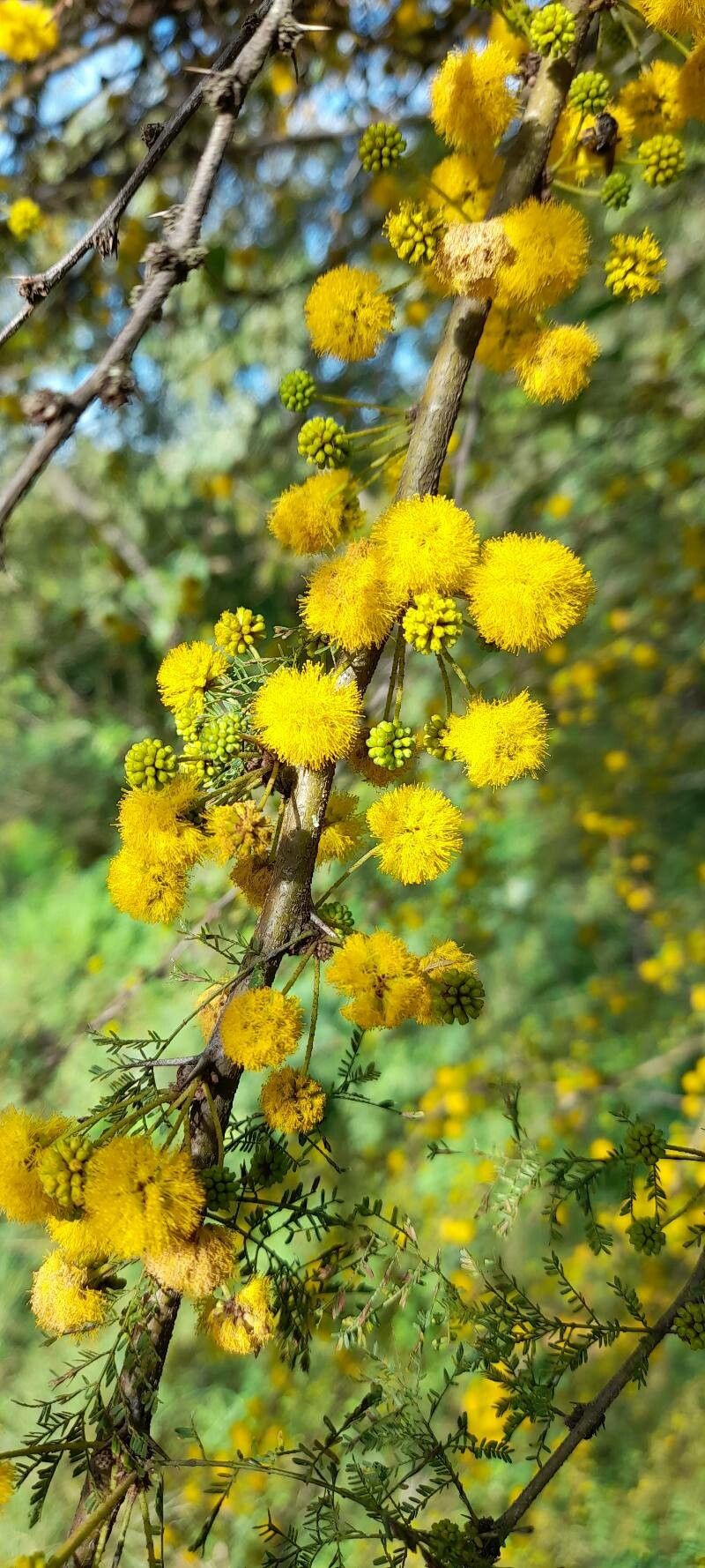 Vachellia caven flower