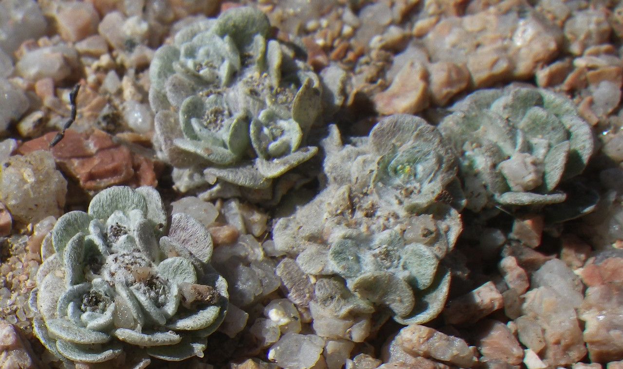 Filago tyrrhenica habit