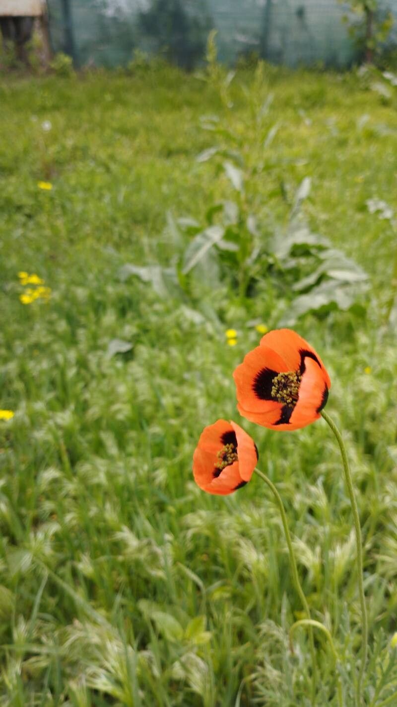 Papaver laevigatum — search result for 'Papaver'