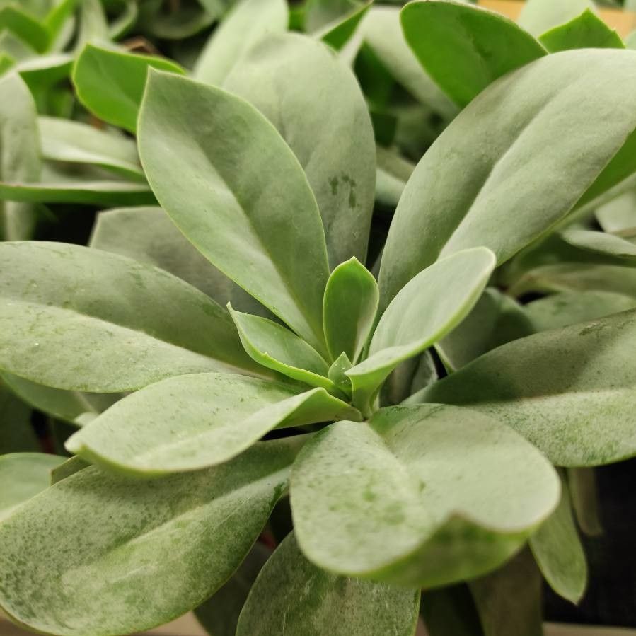 Kleinia cephalophora — search result for 'Kleinia'