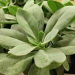 Kleinia cephalophora