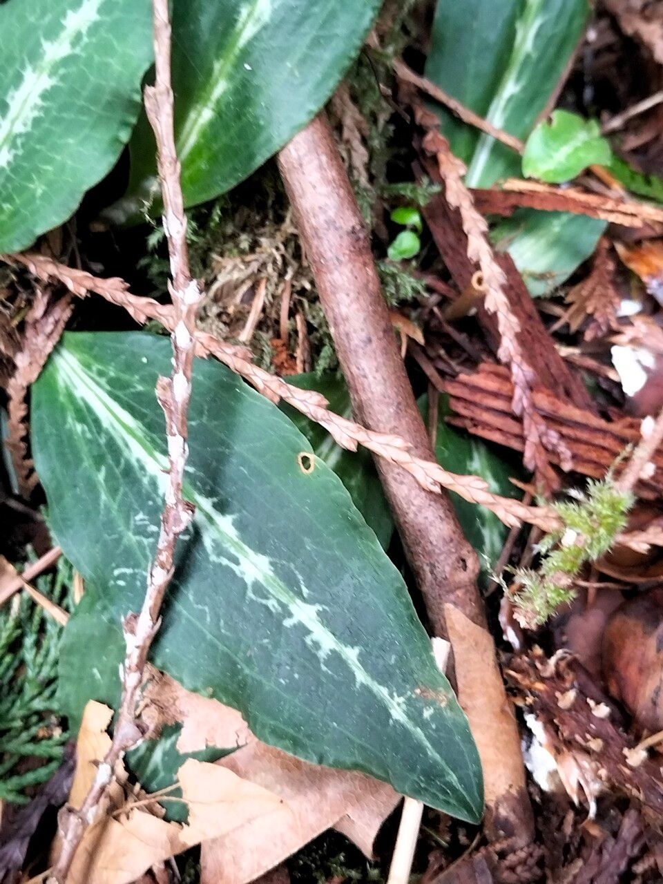 Goodyera oblongifolia leaf