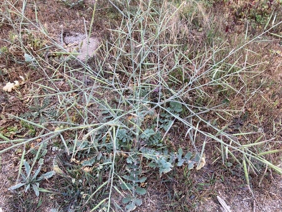 Brassica tournefortii fruit
