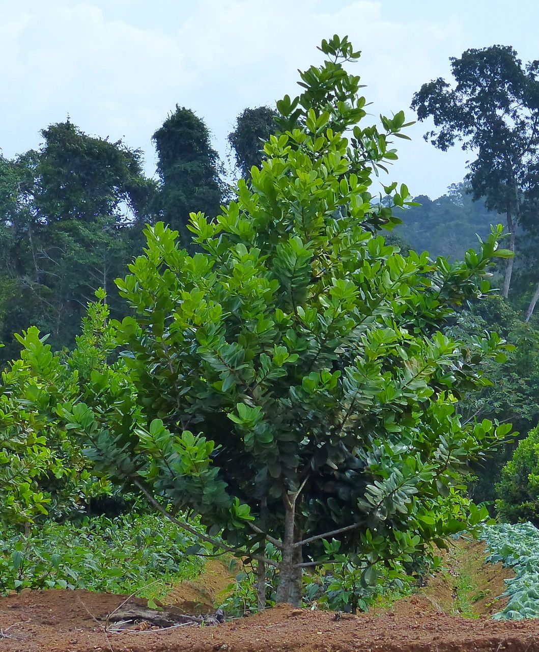 Calophyllum calaba leaf