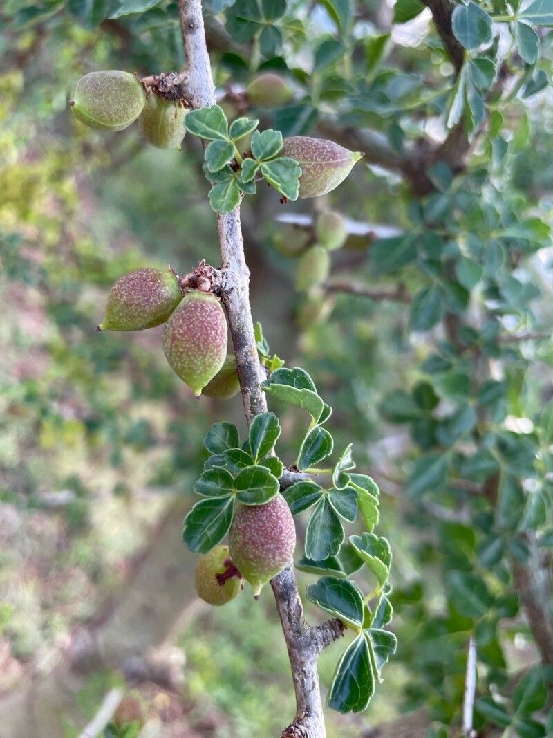 Commiphora kataf fruit