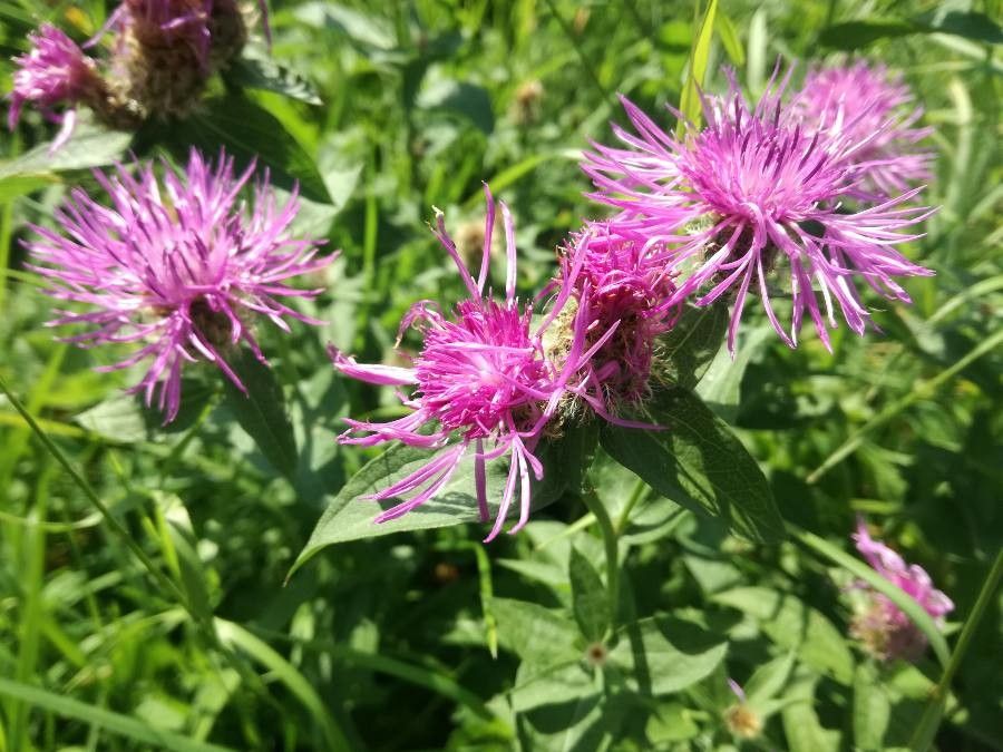 Centaurea phrygia flower