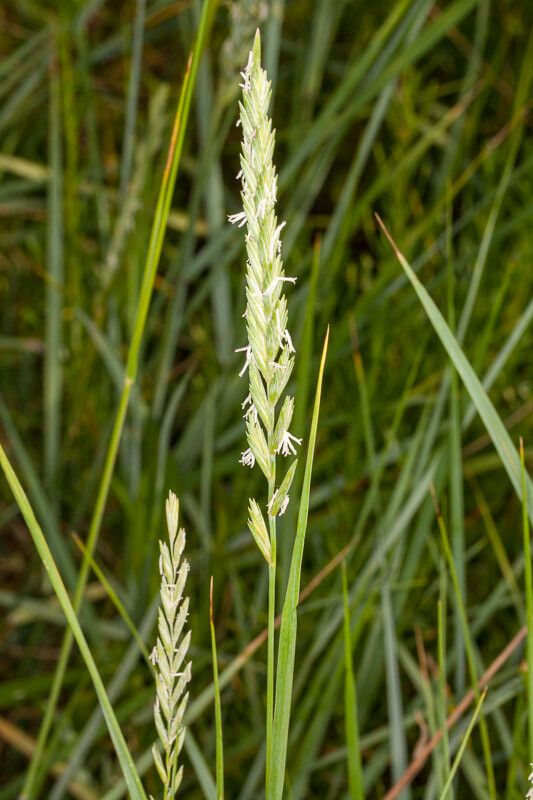 Elymus repens flower