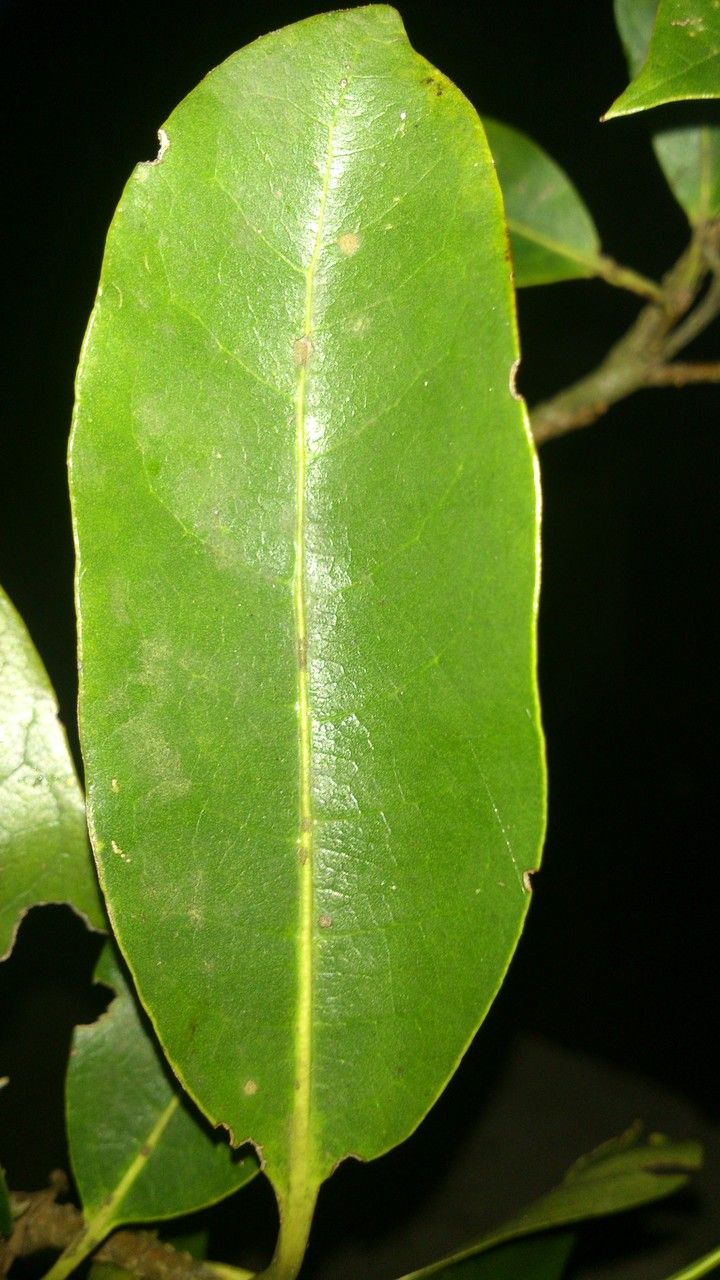 Cordia megalantha — search result for 'Cordia'
