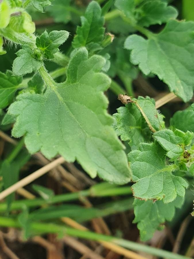 Orthosiphon pallidus — houseplant care guide