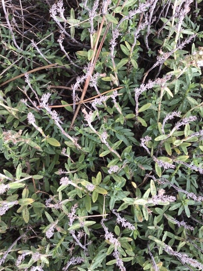 Thymus sibthorpii — search result for 'Thymus'