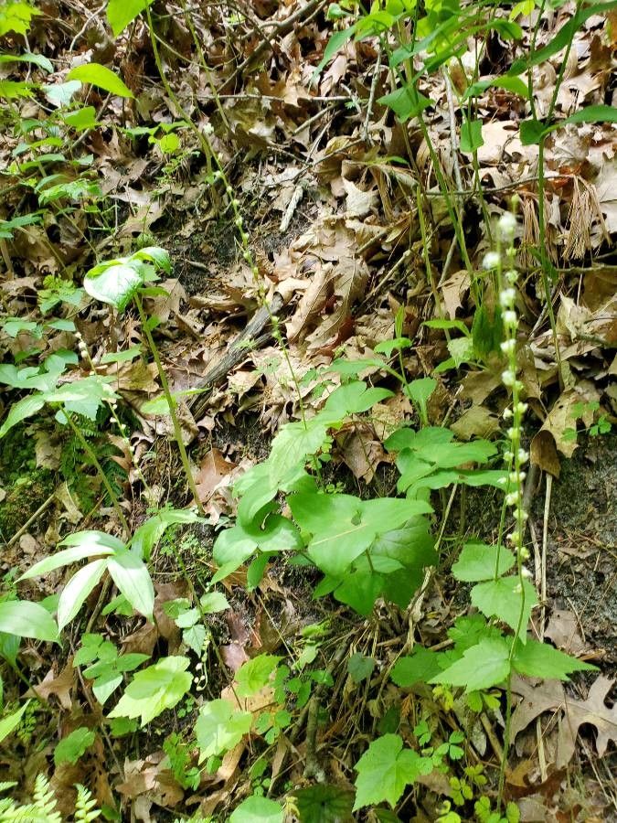 Mitella diphylla habit