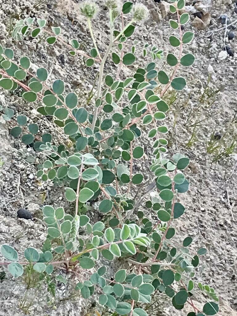 Astragalus kirrindicus — houseplant care guide