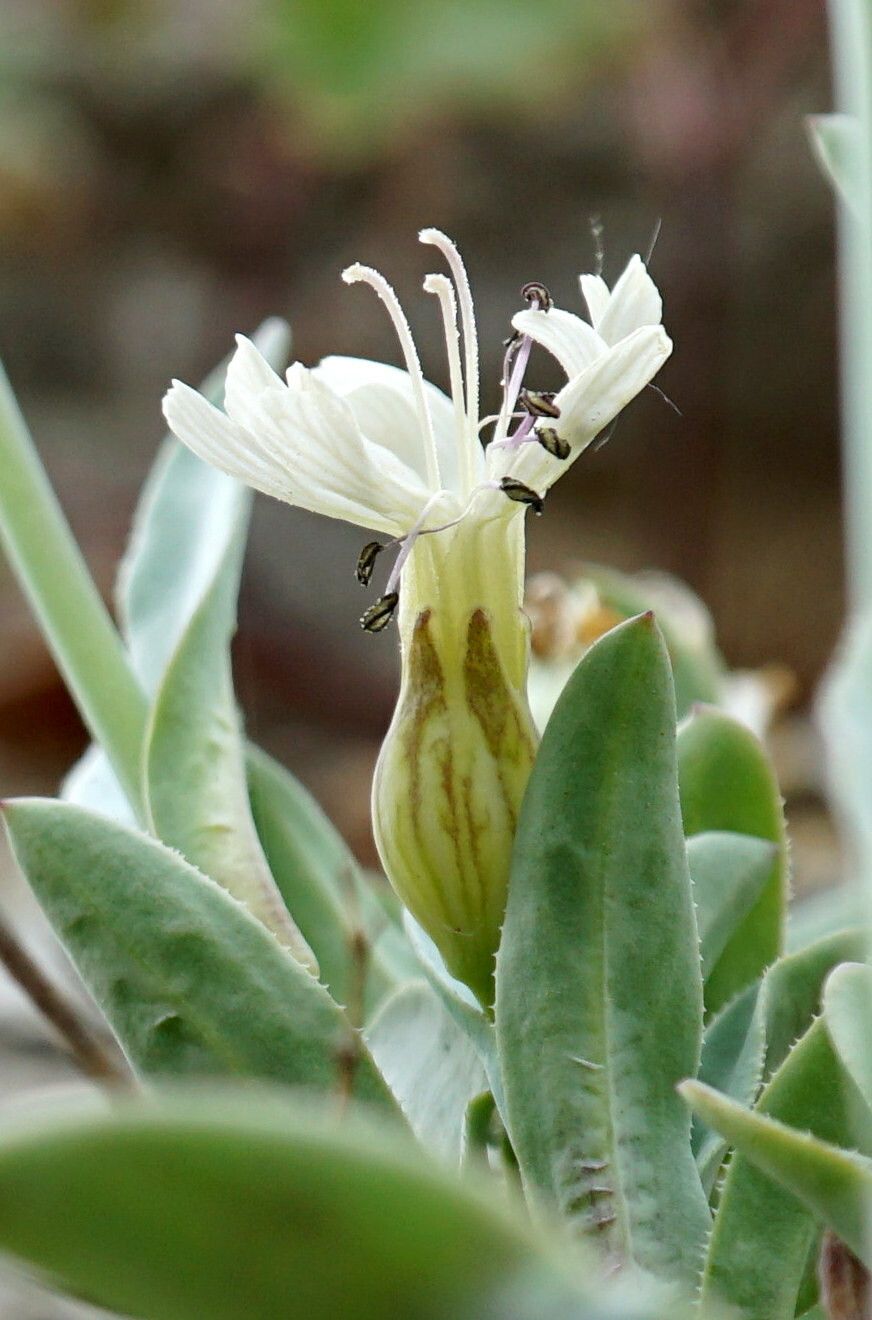Silene csereii flower