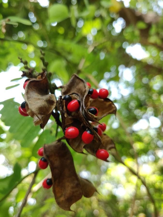 Abrus precatorius fruit