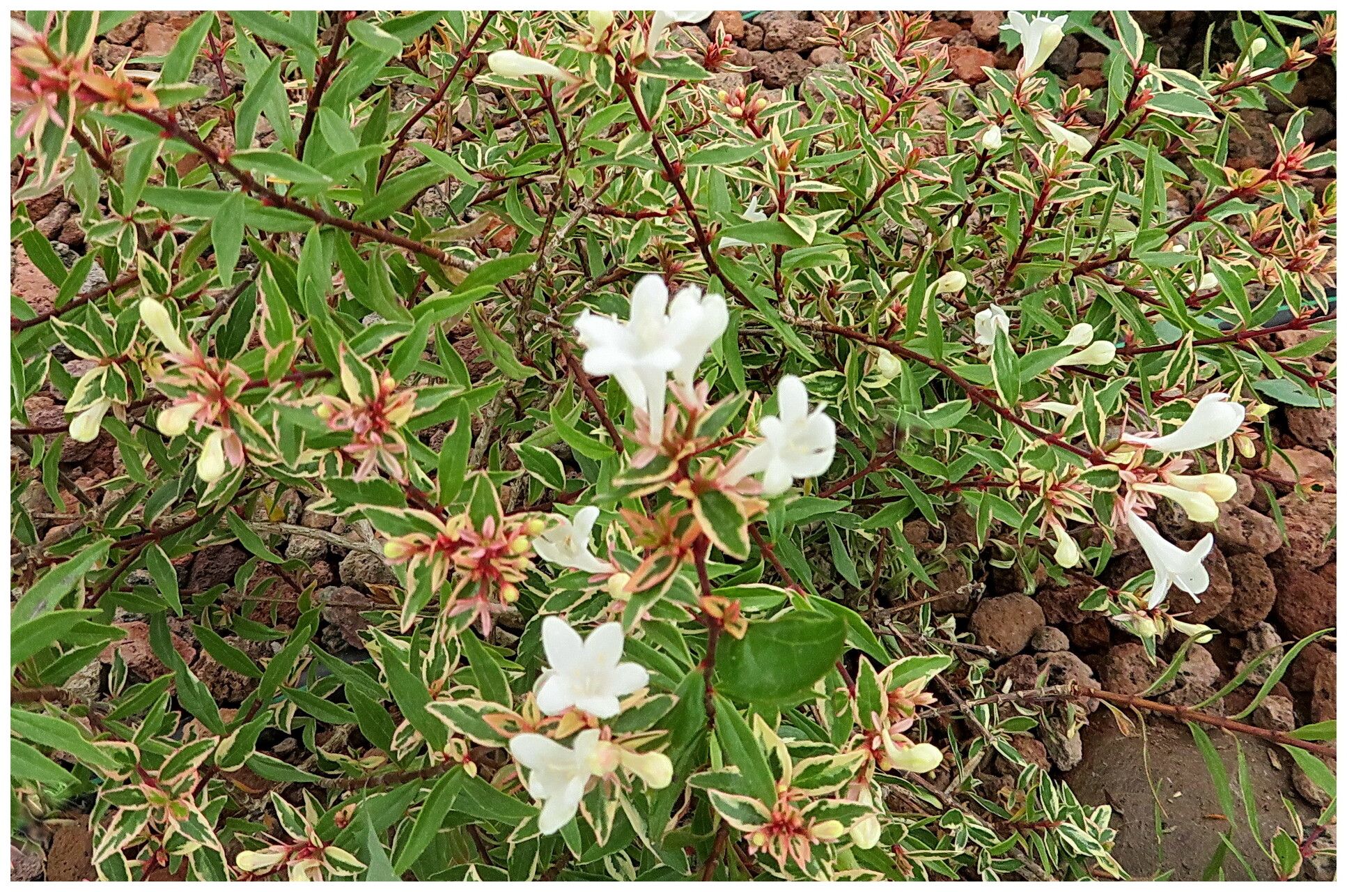 Zabelia biflora flower