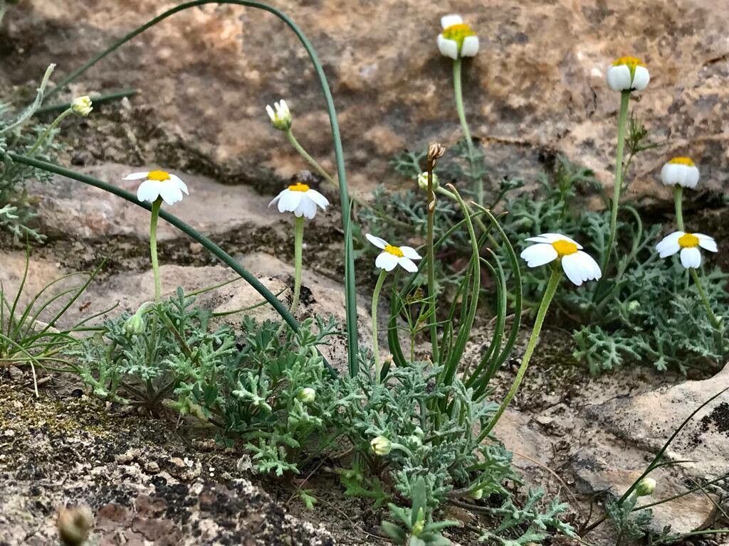 Anthemis persica habit