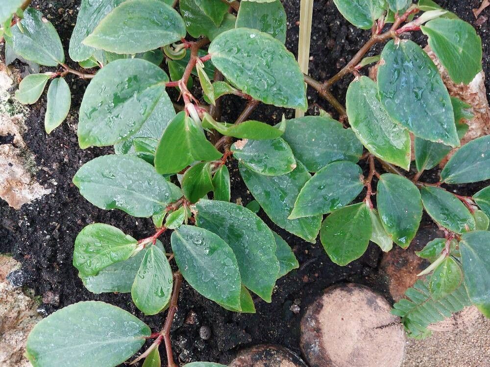 Begonia holtonis — houseplant care guide