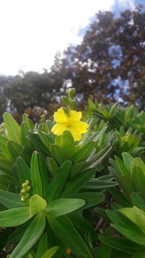Hibbertia deplancheana — houseplant care guide