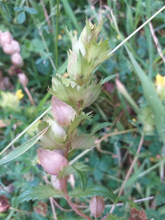 Rhinanthus serotinus — search result for 'Rhinanthus'