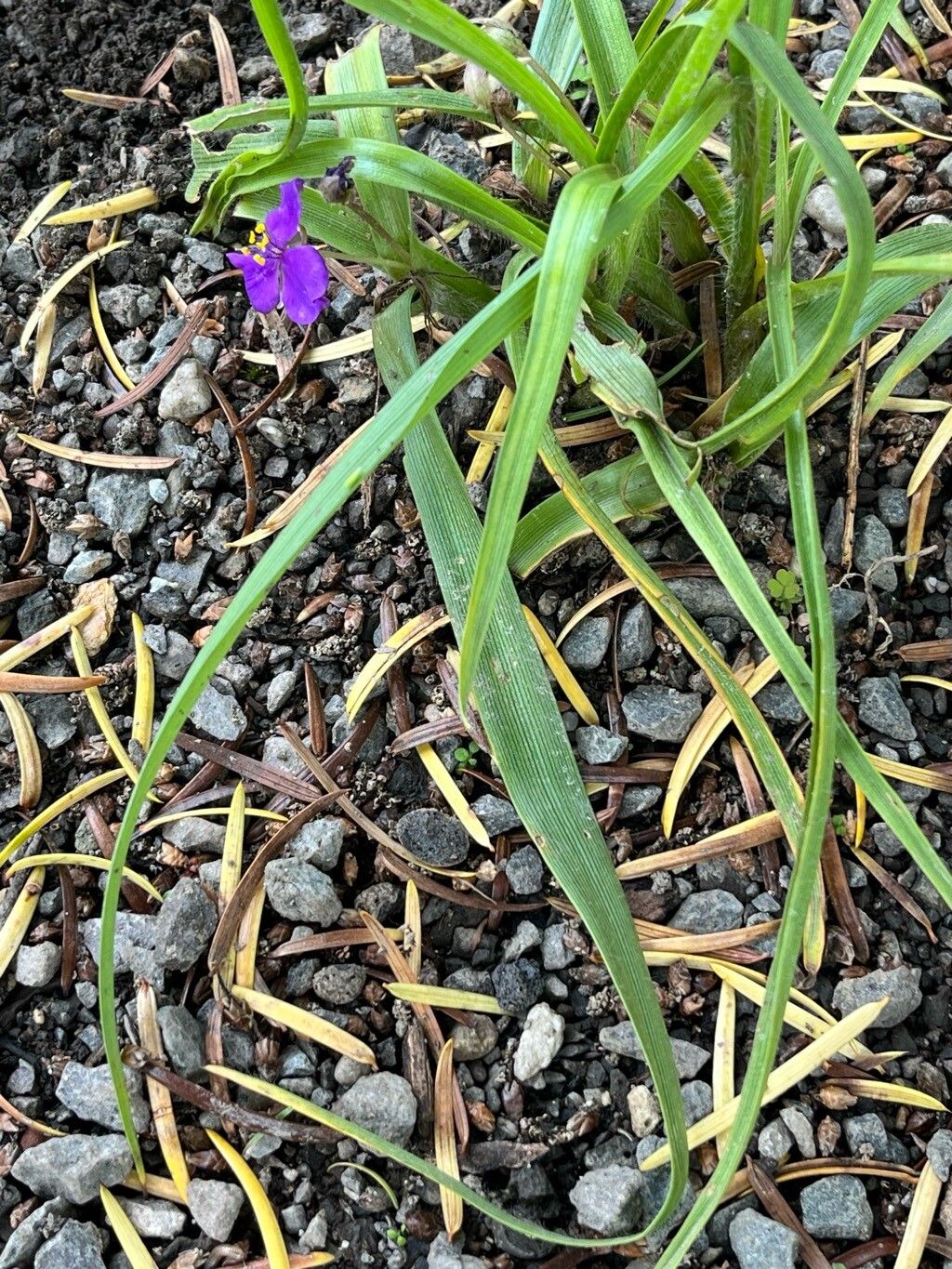 Tradescantia longipes leaf