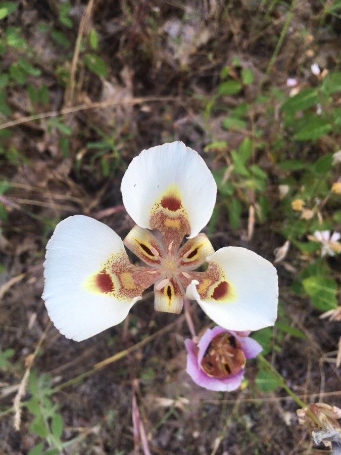 Calochortus superbus — search result for 'Calochortus'