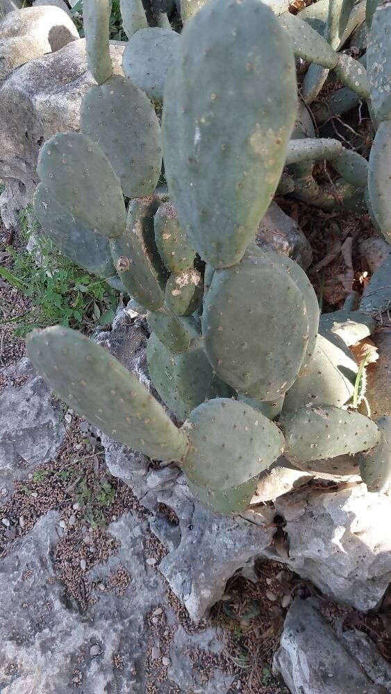 Opuntia tapona — houseplant care guide