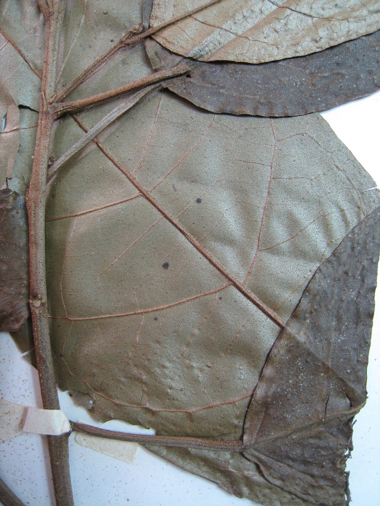 Croton schiedeanus other